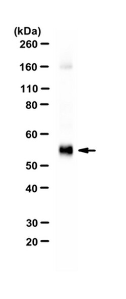 MilliporeSigma VGluT2, Guinea Pig, Unlabeled, Polyclonal 100&mu;L; Unlabeled:Antibodies,